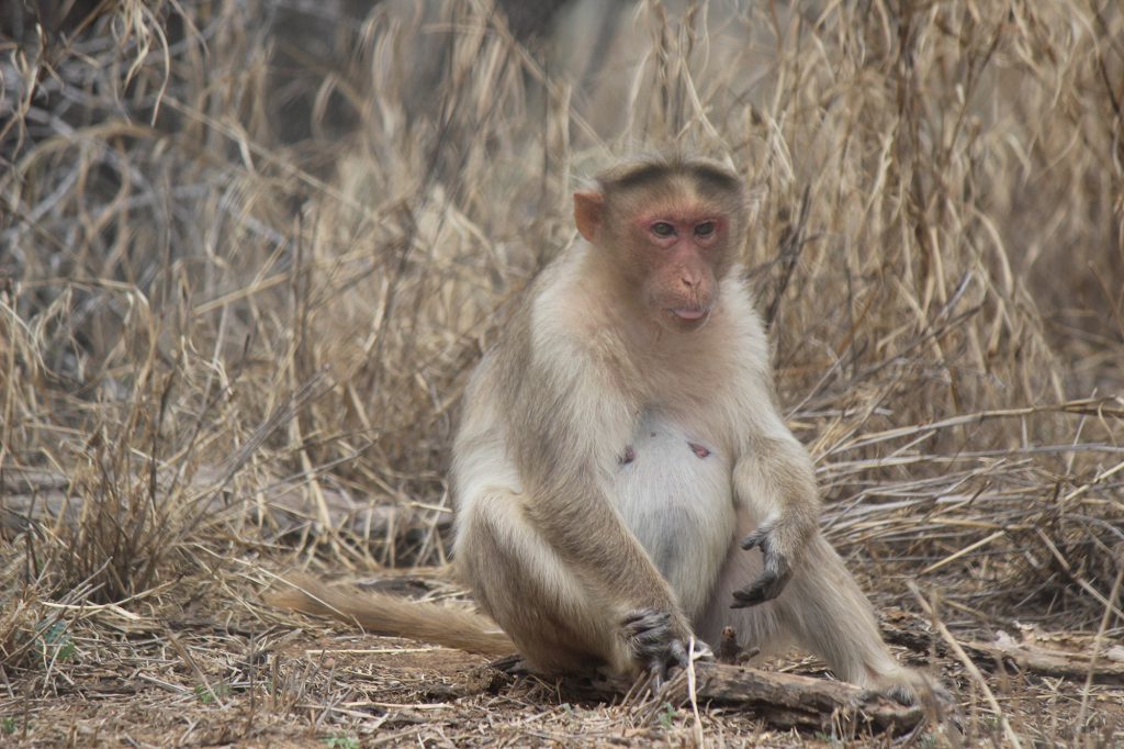 A bonnet macaque sitting on dry ground
