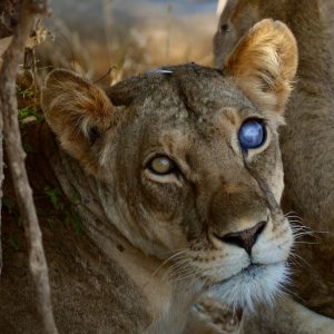 A close-up image of a lion with a cloudy eye