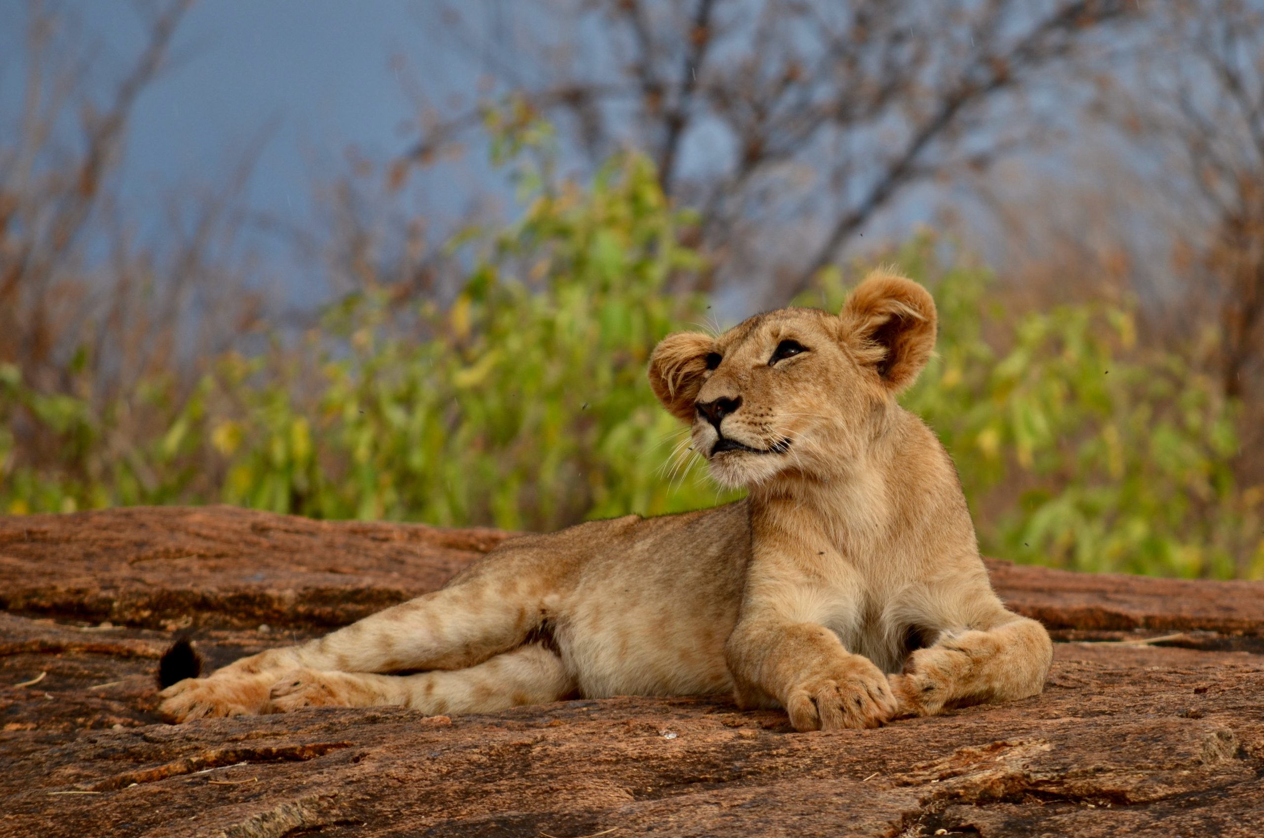 A lion cub lying down on the ground, looking up to the left.