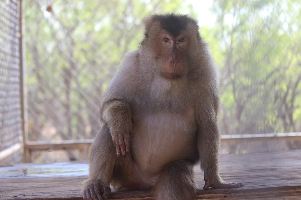 A pig-tailed macaque sitting perched on a wooden ledge