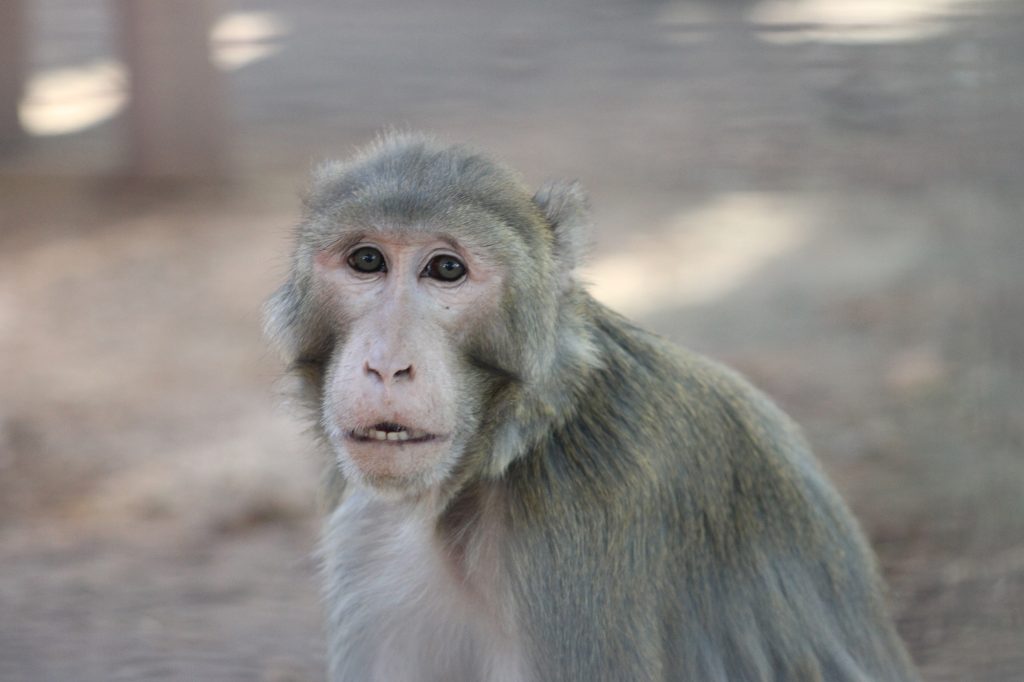Close up of a Rhesus macaque looking towards the camera