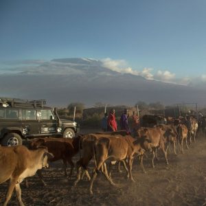 Cows and goats walking into a predator-proof boma, with mountains in the background