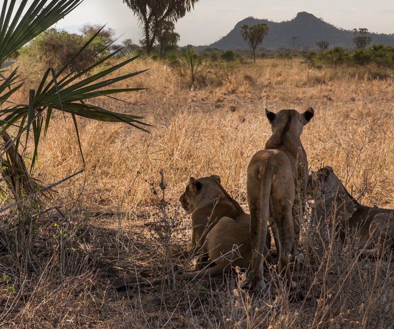 Three lionesses looking out over the savannah whilst standing together under some shady trees