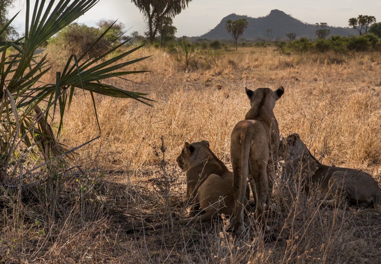 Three lionesses looking out over the savannah whilst standing together under some shady trees