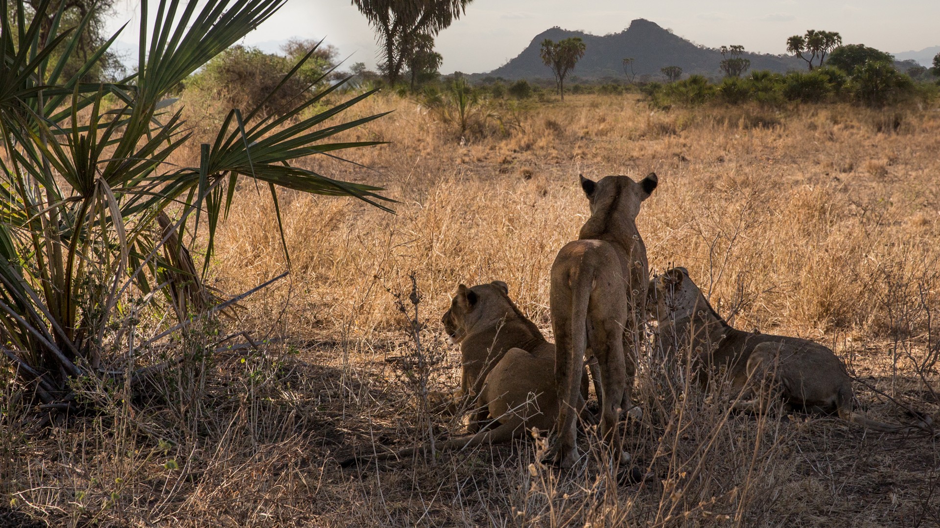 Three lionesses looking out over the savannah whilst standing together under some shady trees