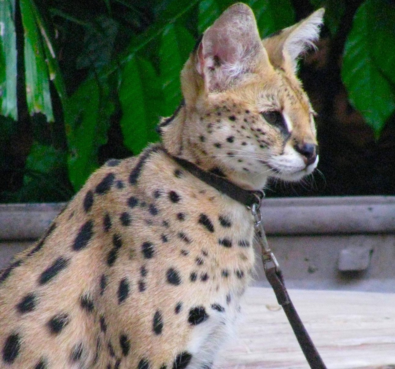 A serval cat wearing a collar and lead