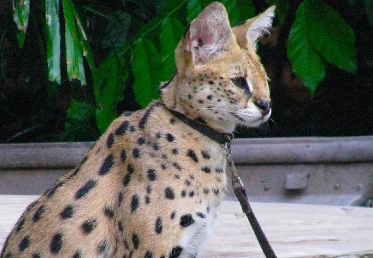 A serval cat wearing a collar and lead