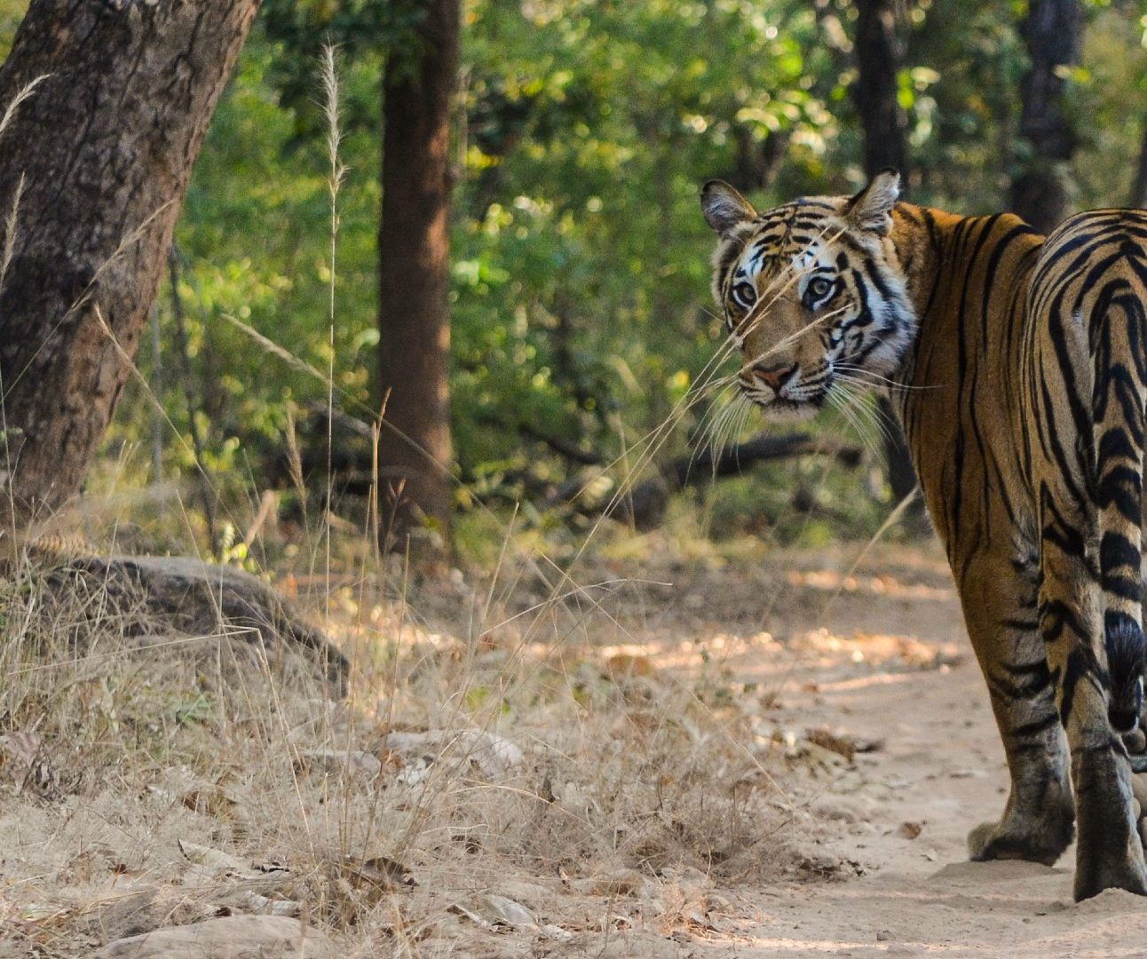 A wild tiger walking on a forest pathway