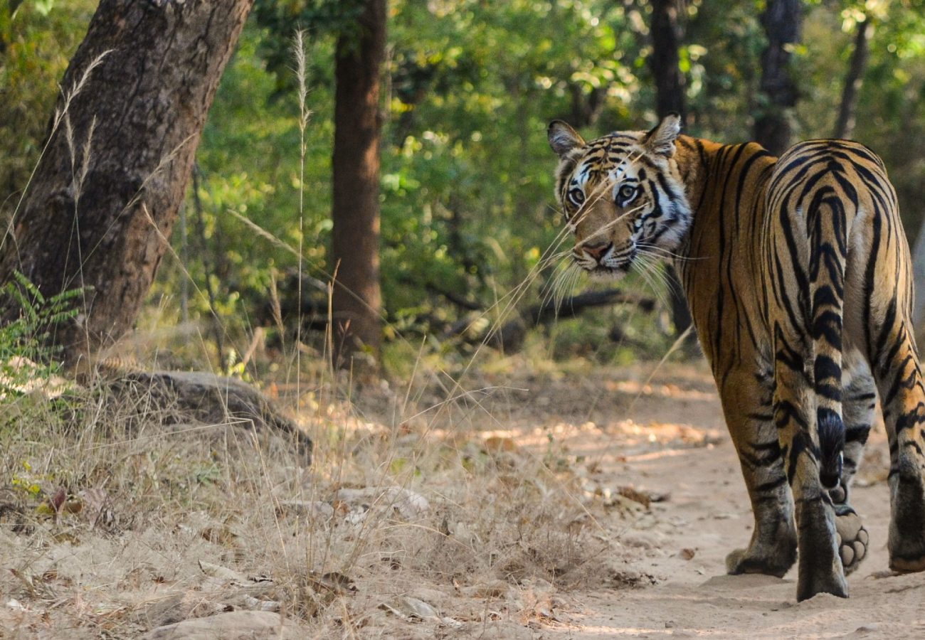 A wild tiger walking on a forest pathway