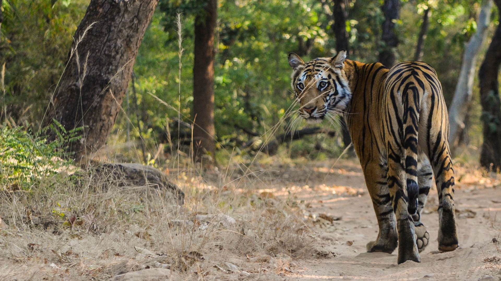 A wild tiger walking on a forest pathway