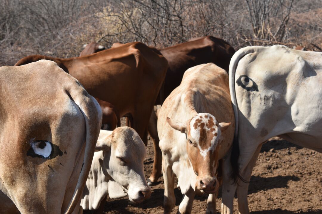Cattle with eyespots painted on their rears
