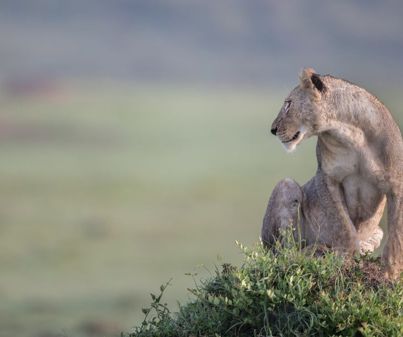 A lioness sitting on a rock overlooking the savannah