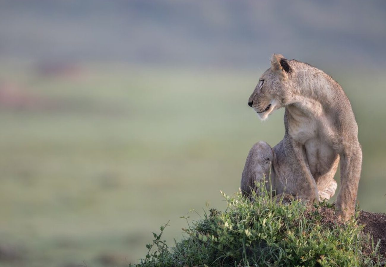 A lioness sitting on a rock overlooking the savannah