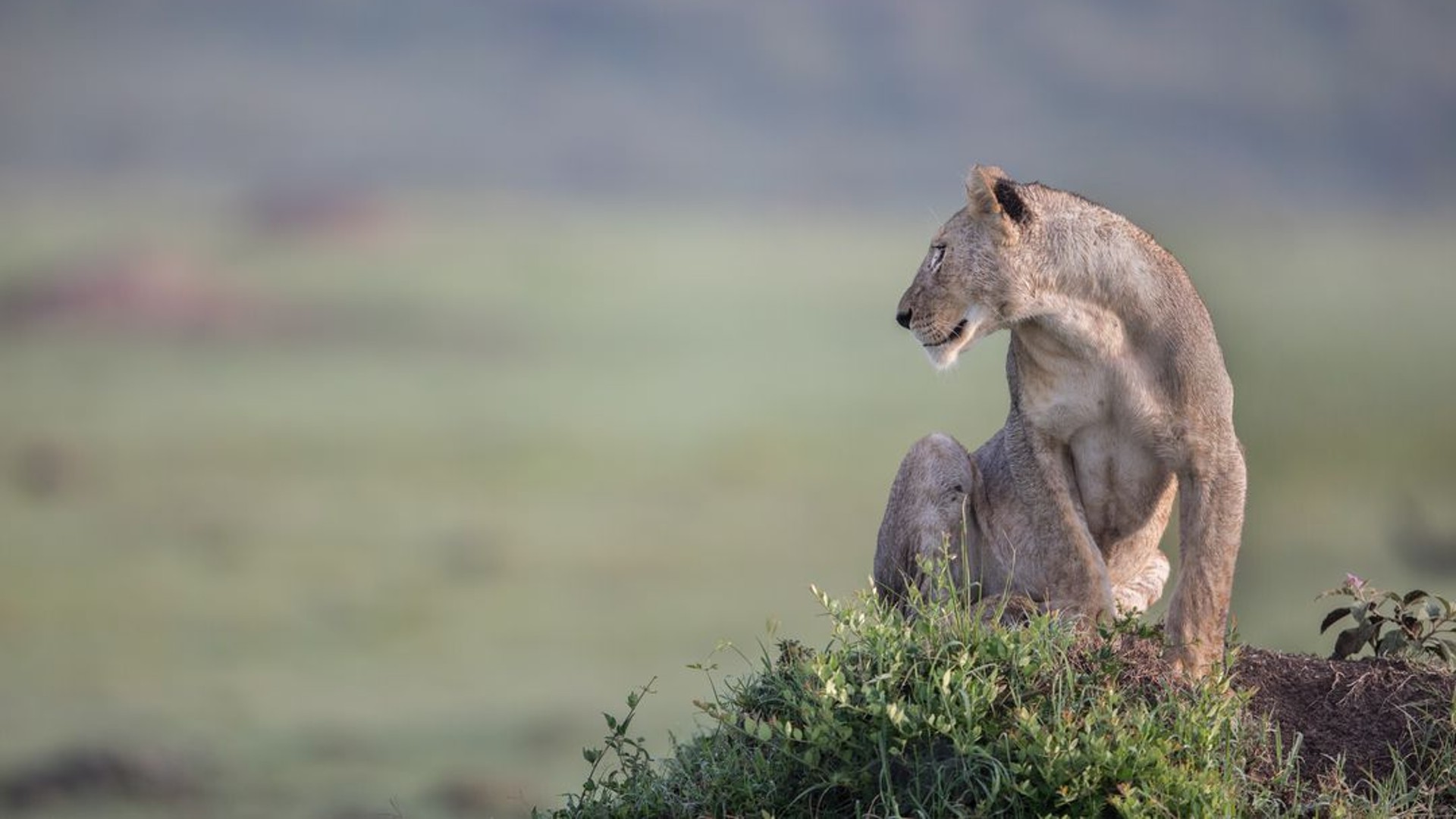 A lioness sitting on a rock overlooking the savannah