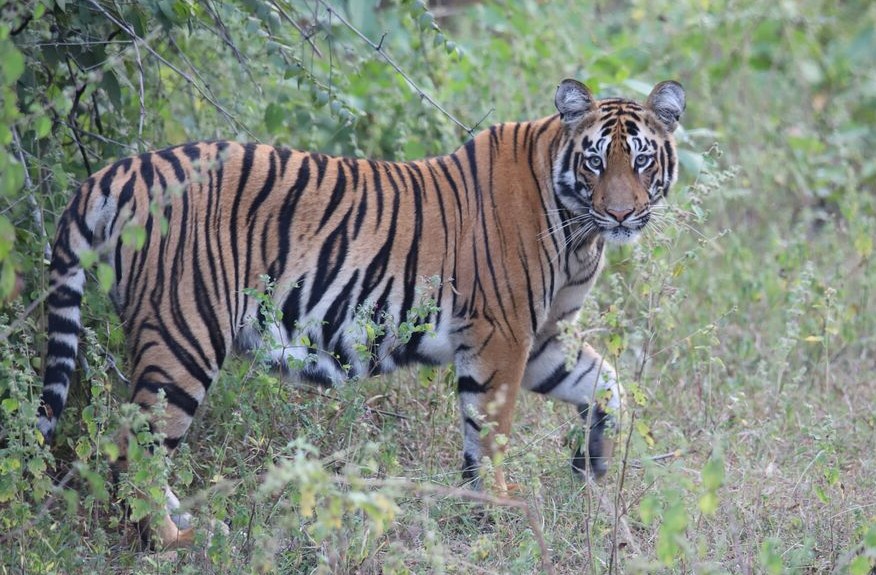 A tiger walking through long grass