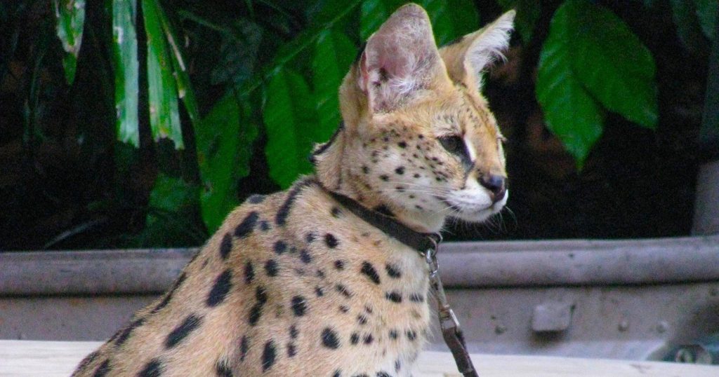A serval cat wearing a collar and lead