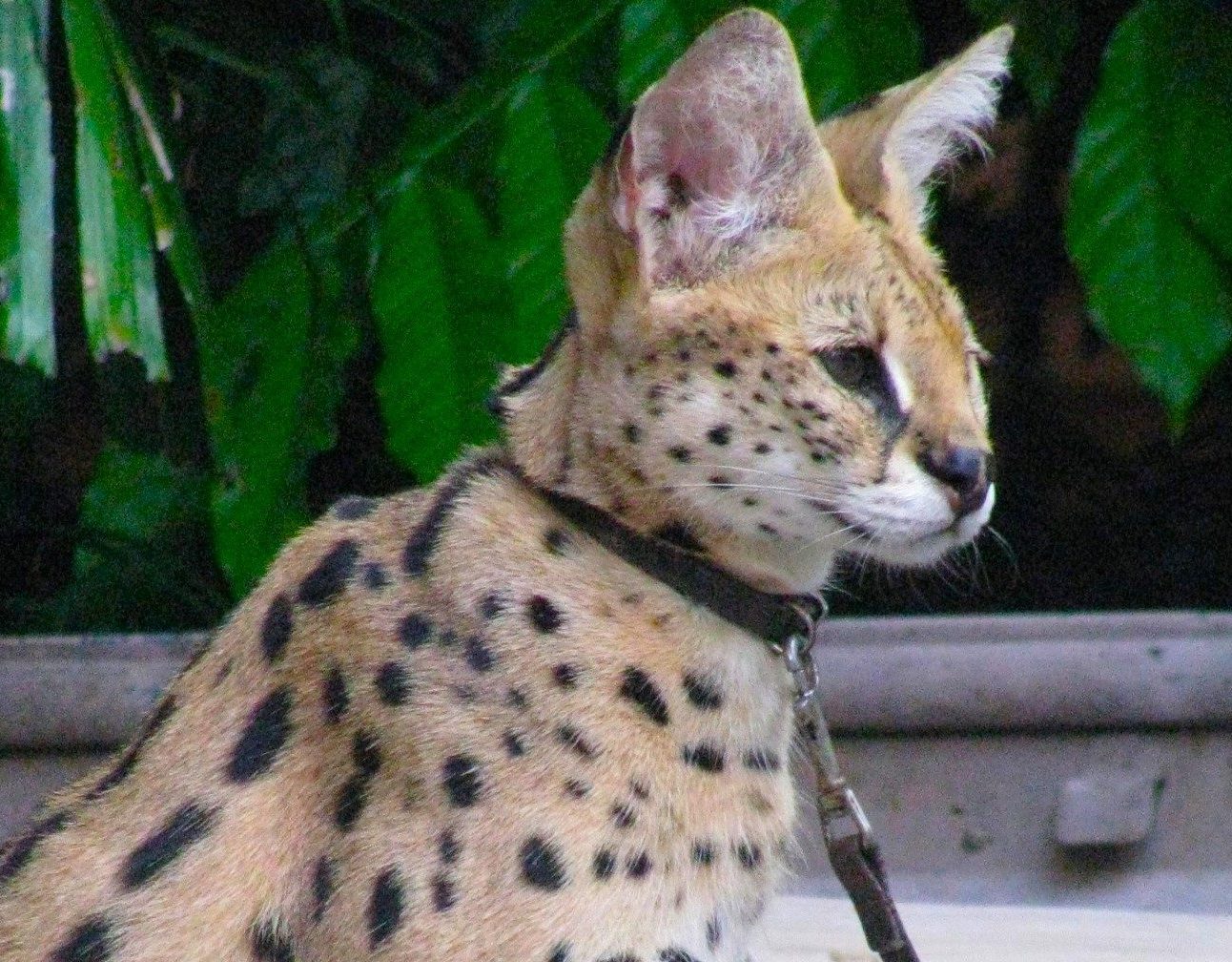 A serval cat wearing a collar and lead