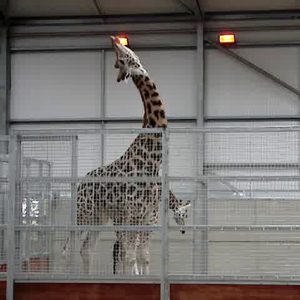 A giraffe in a wire-mesh zoo enclosure twisting its neck 