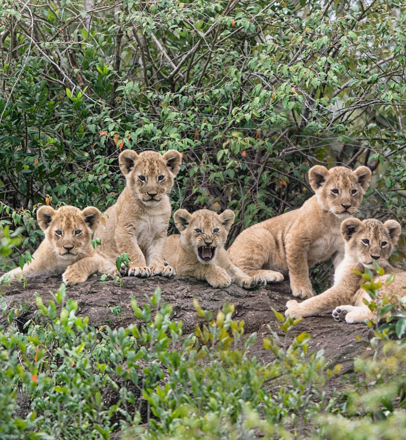 A group of five lion cubs, the one in the middle with tis mouth wide open