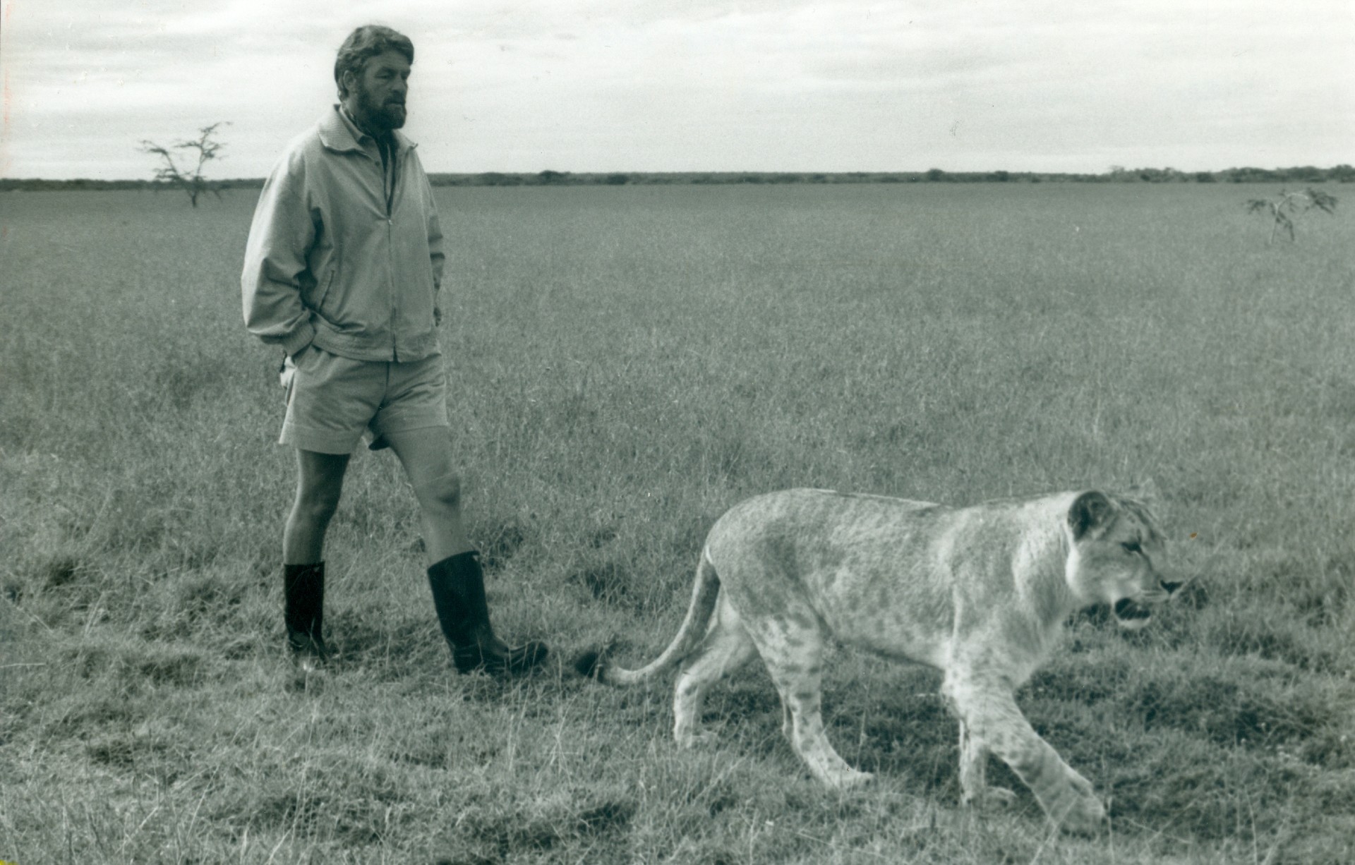 A black and white image of young Bill Travers walking across the Savannah with a lioness