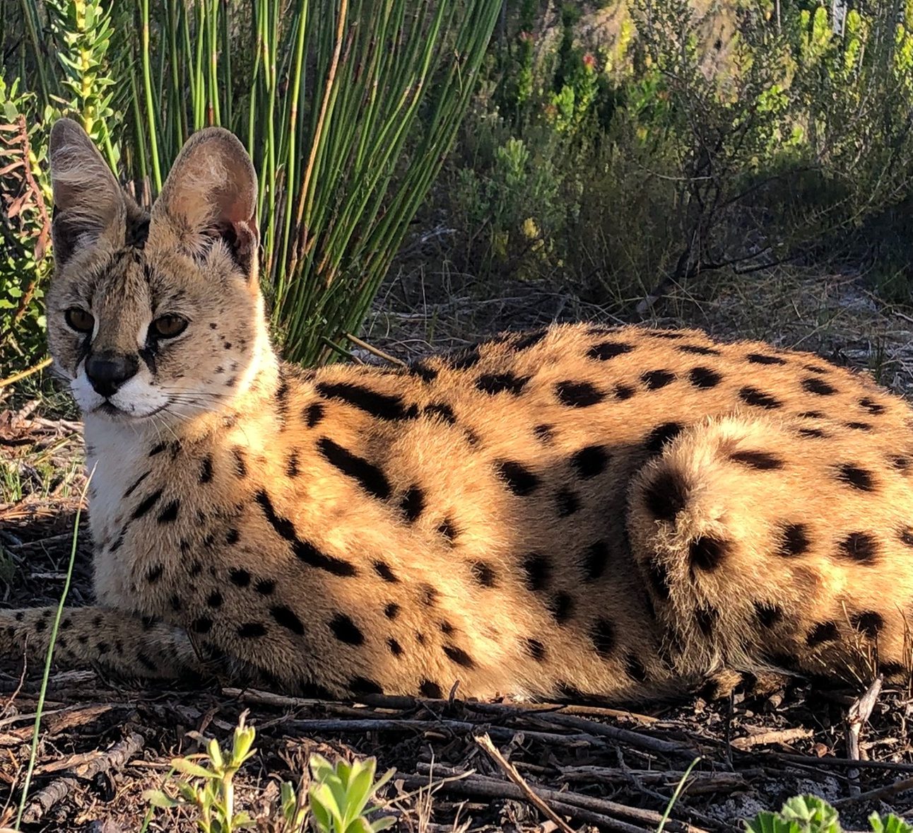 An adult serval lying down relaxing amongst long grass and vegetation
