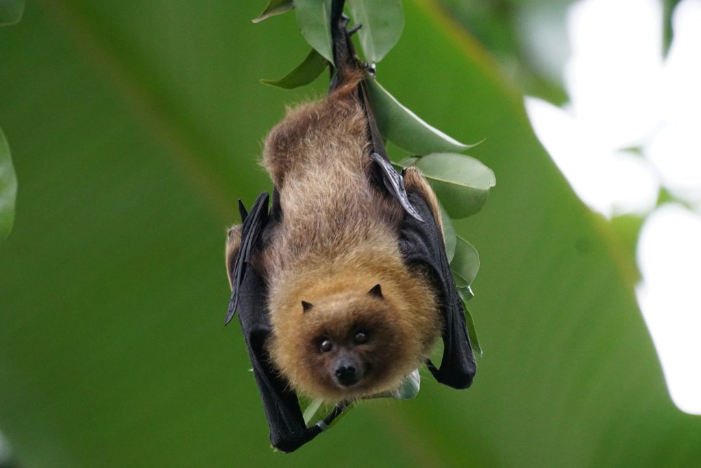 A bat hanging upside down on a leaf