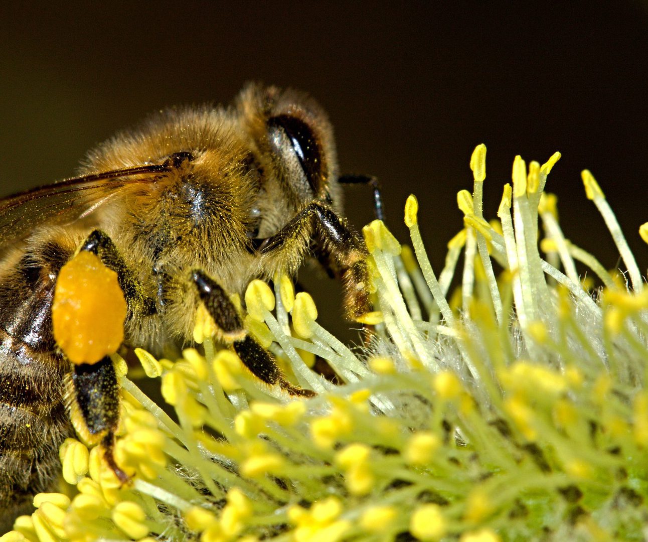 Close up of a bee on the pollen stems of a flower
