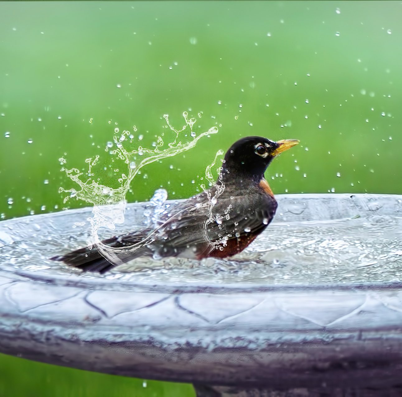 Close up of a black bird splashing in a bird bath table
