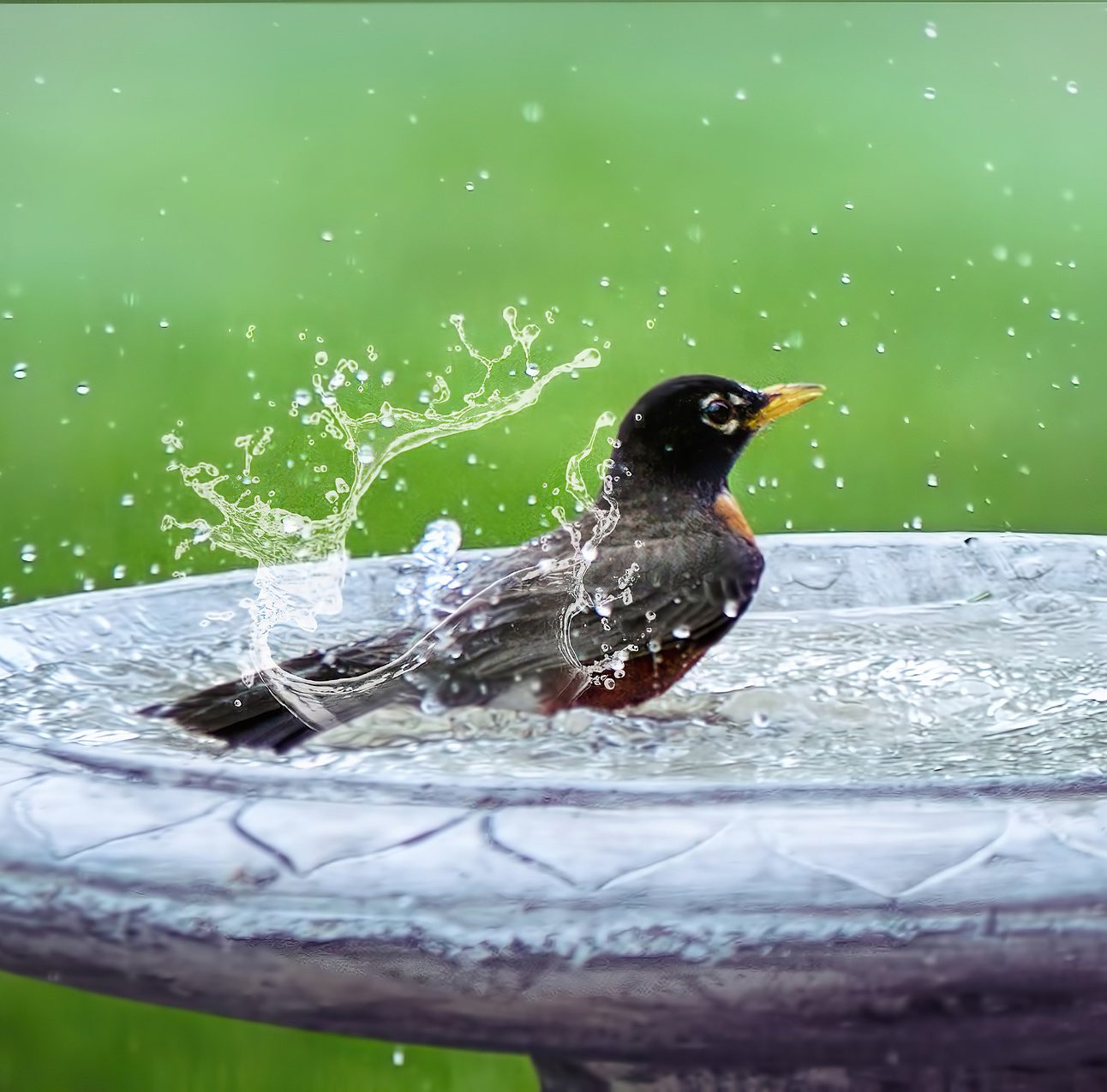 Close up of a black bird splashing in a bird bath table