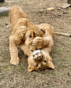 Two young male lions are wrestling on the floor