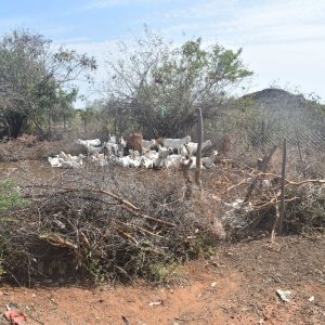 A group of sheep and goats inside a predator-proof boma