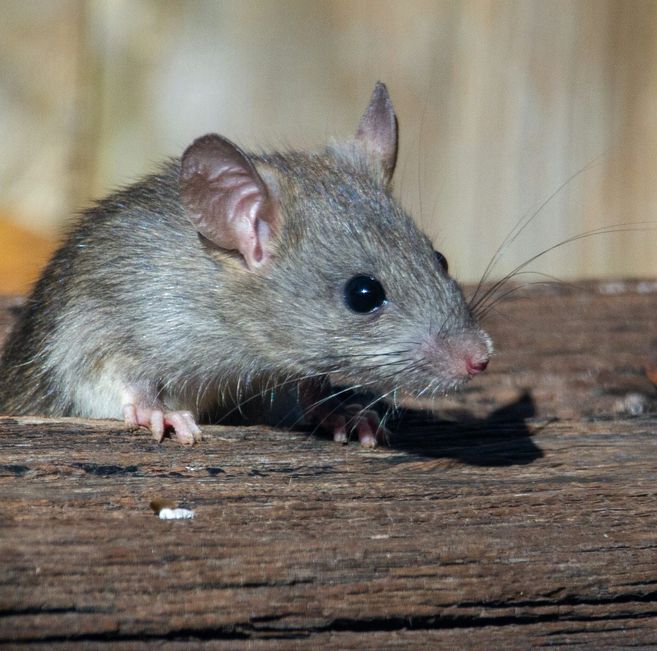 A rat peering over the top of a plank of wood