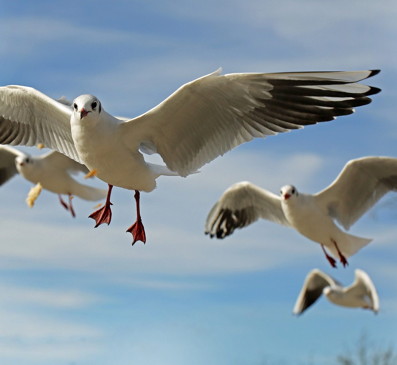 A group of gulls flying together, with a blue sky background
