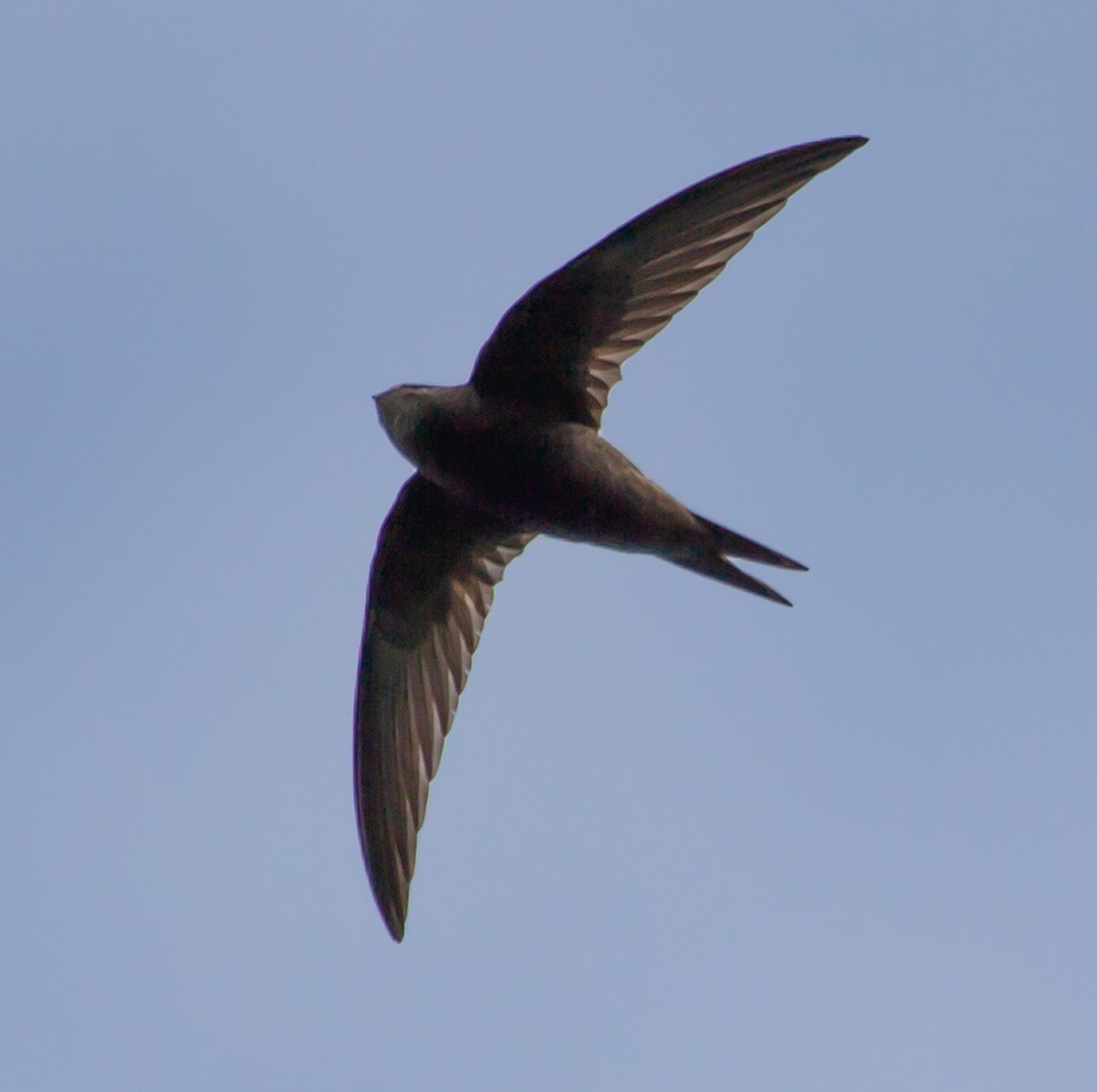 A swift flying against a blue sky background
