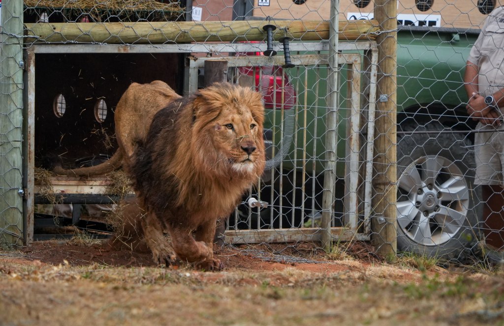 Tsar the male lion, getting ready to run as he exits a travel crate, with dry grass flying around him