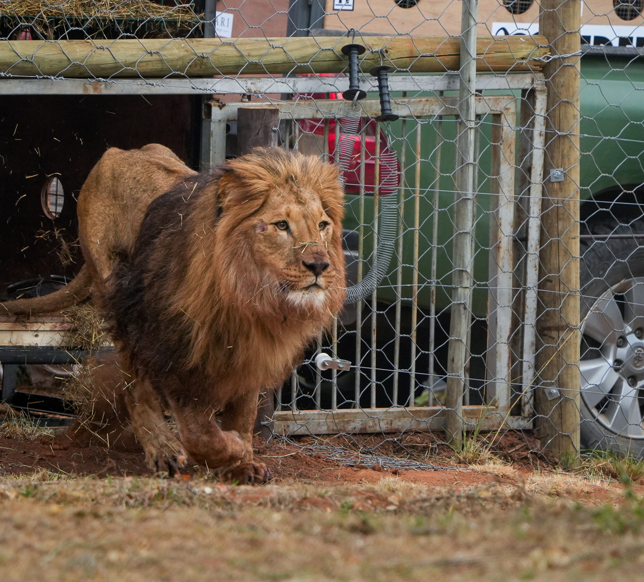 Tsar the male lion, getting ready to run as he exits a travel crate, with dry grass flying around him