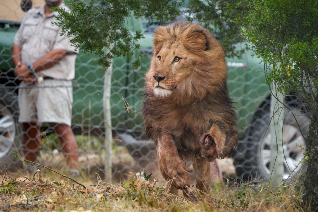 Tsar, a male lion, is galloping as he enters his new enclosure at Shamwari Big Cat Sanctuary