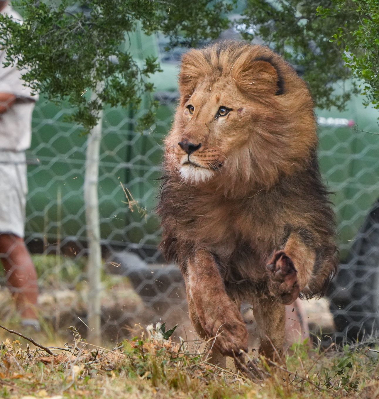 Tsar, a male lion, is galloping as he enters his new enclosure at Shamwari Big Cat Sanctuary