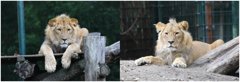 A split image of two male lions