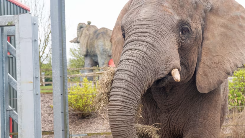 Close up of the face of an African bull elephant