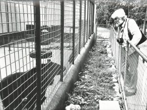 A black and white image of Bill Travers standing behind a barrier, looking at a bear behind the bars of a zoo cage