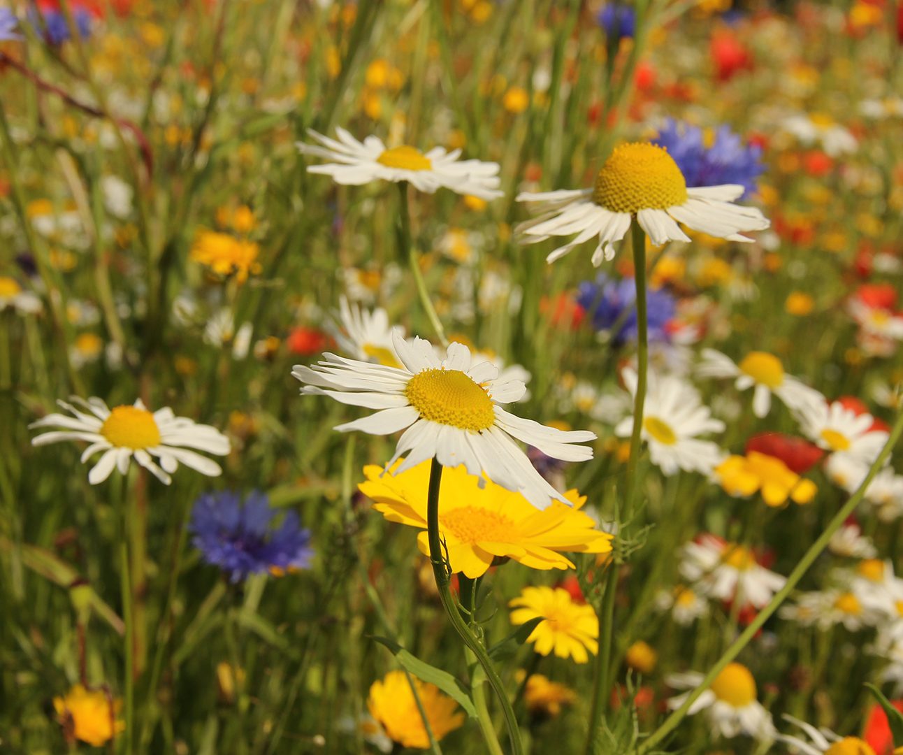 Close up of wild British flowers in field of grass including poppy, cornflower and daisy blooms