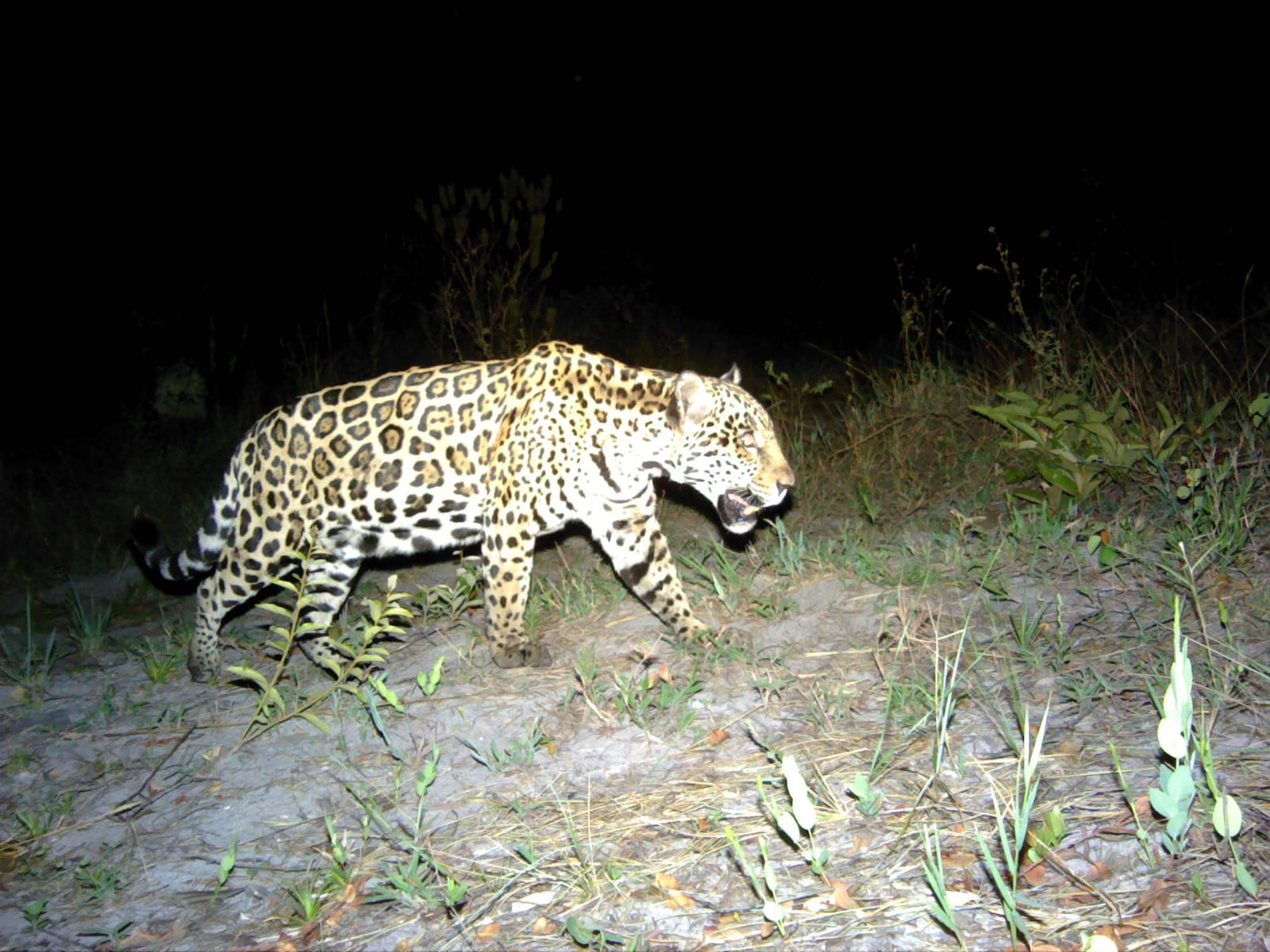 Jaguar photographed from a camera trap