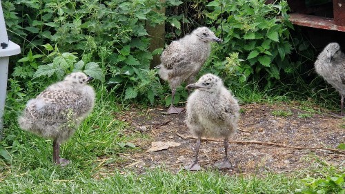 Herring Gull Chicks
