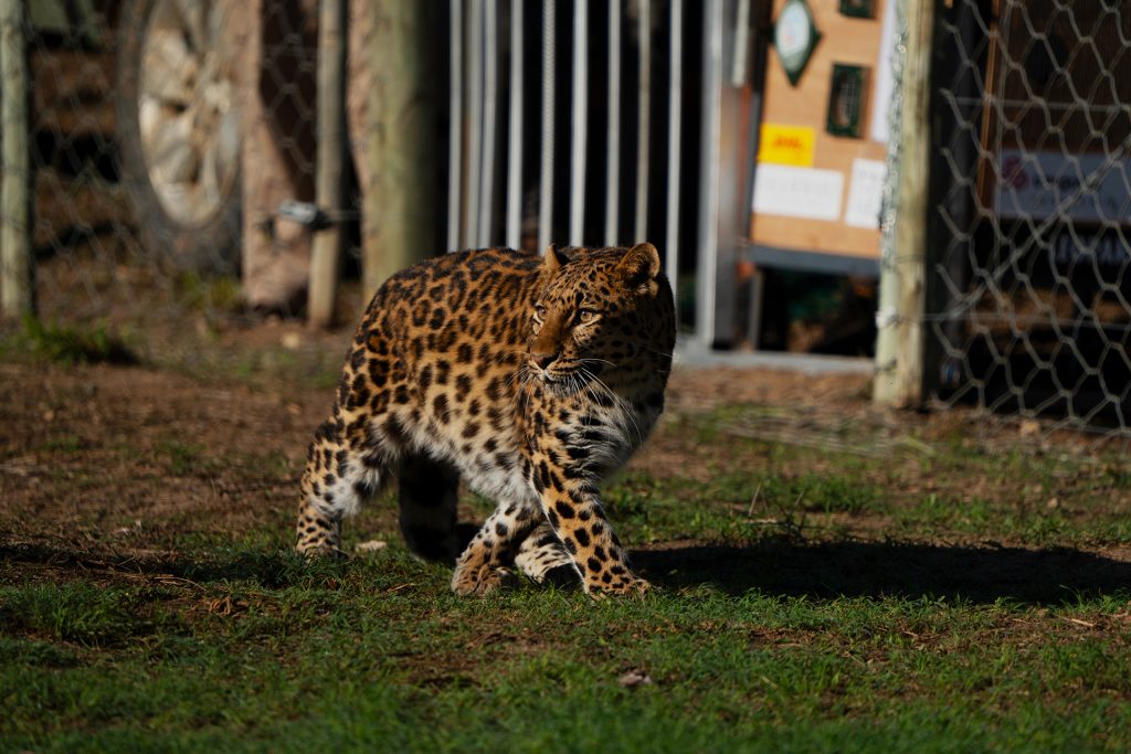 A female leopard, cautiously taking her first steps inside her new sanctuary enclosure