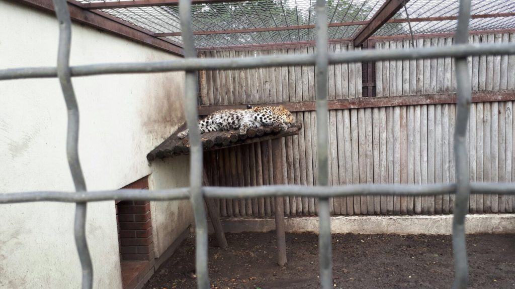 A leopard lies on a small shelf , behind bars in a tiny enclosure