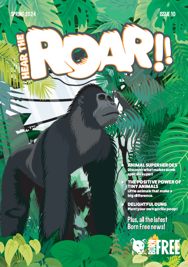 A cover of a children's magazine called Hear the Roar. A proud silverback gorilla stands in the rainforest.
