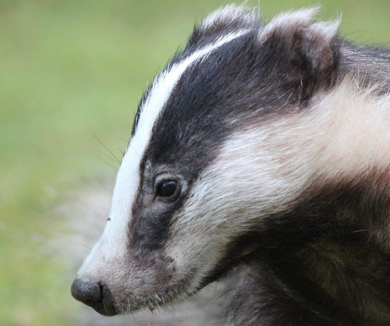 A close up portrait shot of a wild badger