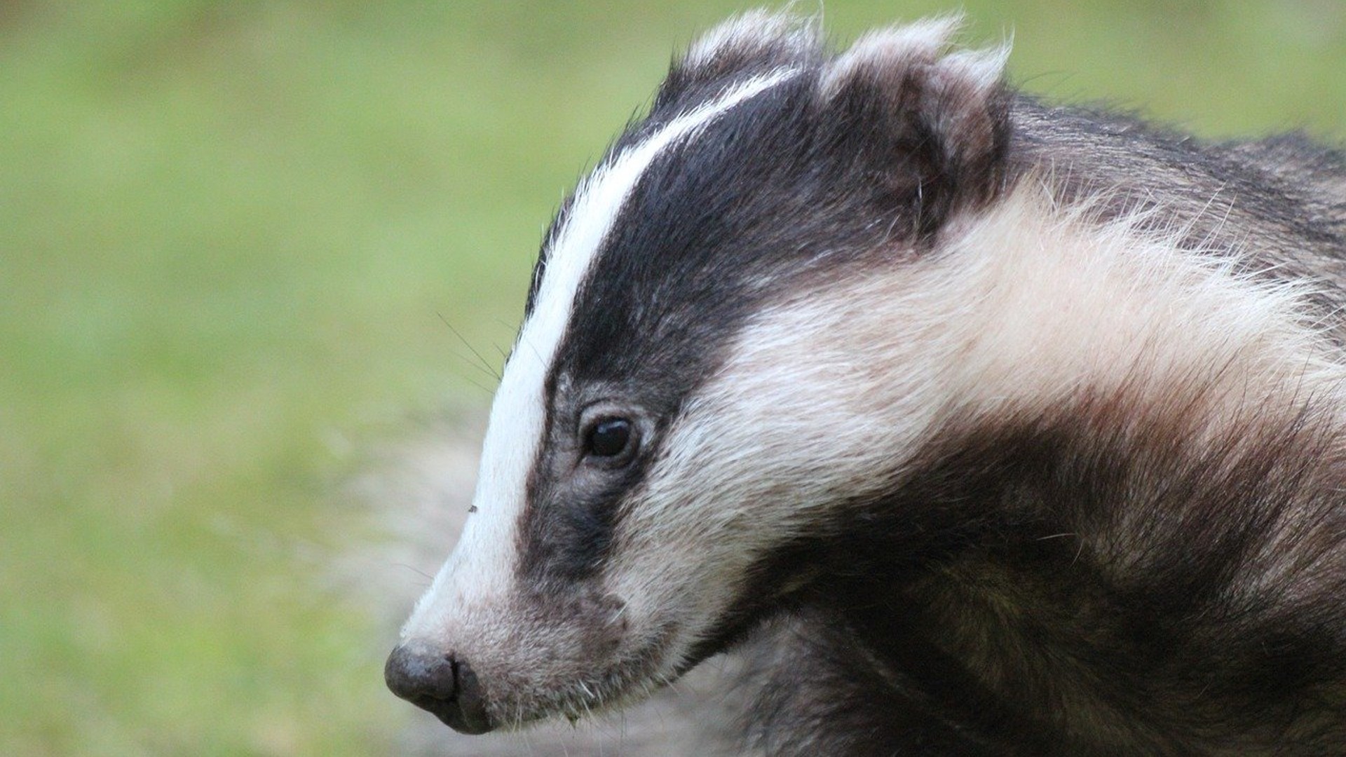 A close up portrait shot of a wild badger