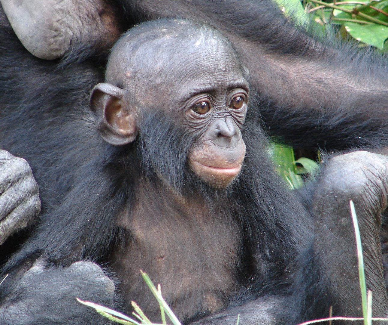 A portrait of a baby bonobo sitting amongst family members